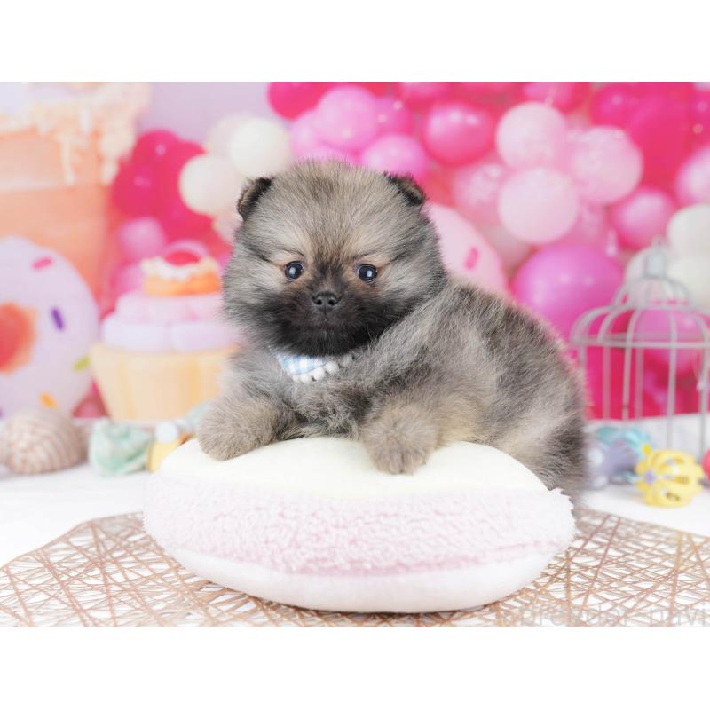 販売中の千葉県のポメラニアン-437852の5枚目