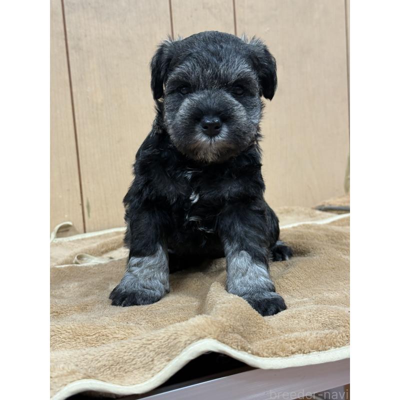 成約済の栃木県のミニチュアシュナウザー-436457の10枚目