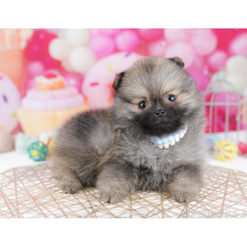 販売中の千葉県のポメラニアン-437852の3枚目