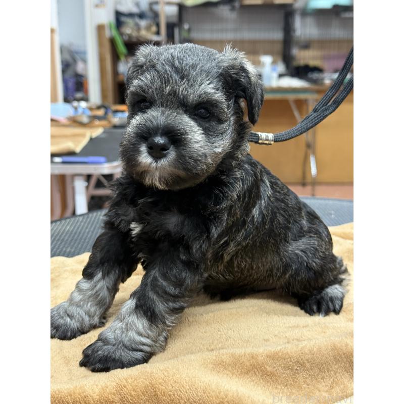 成約済の栃木県のミニチュアシュナウザー-436457の9枚目