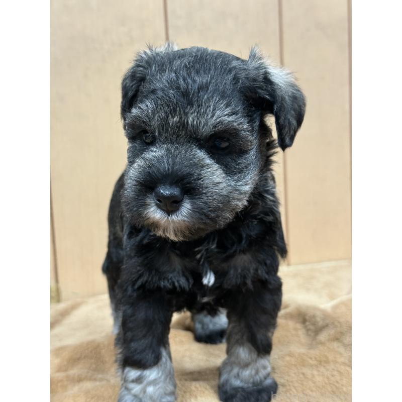 成約済の栃木県のミニチュアシュナウザー-436457の8枚目