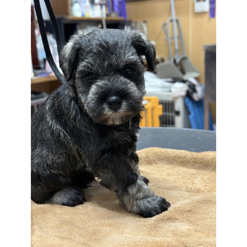 成約済の栃木県のミニチュアシュナウザー-436457の6枚目