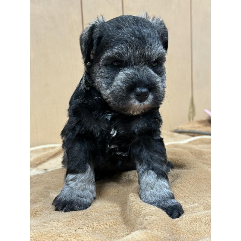 成約済の栃木県のミニチュアシュナウザー-436457の4枚目