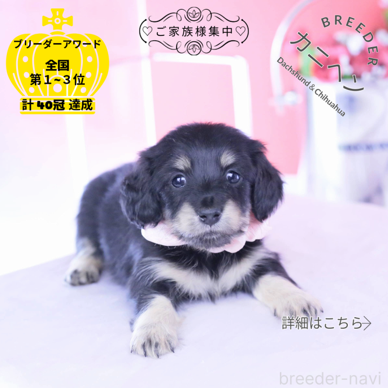 販売中の愛知県のカニンヘンダックスフンド(ロングヘアード)-437854