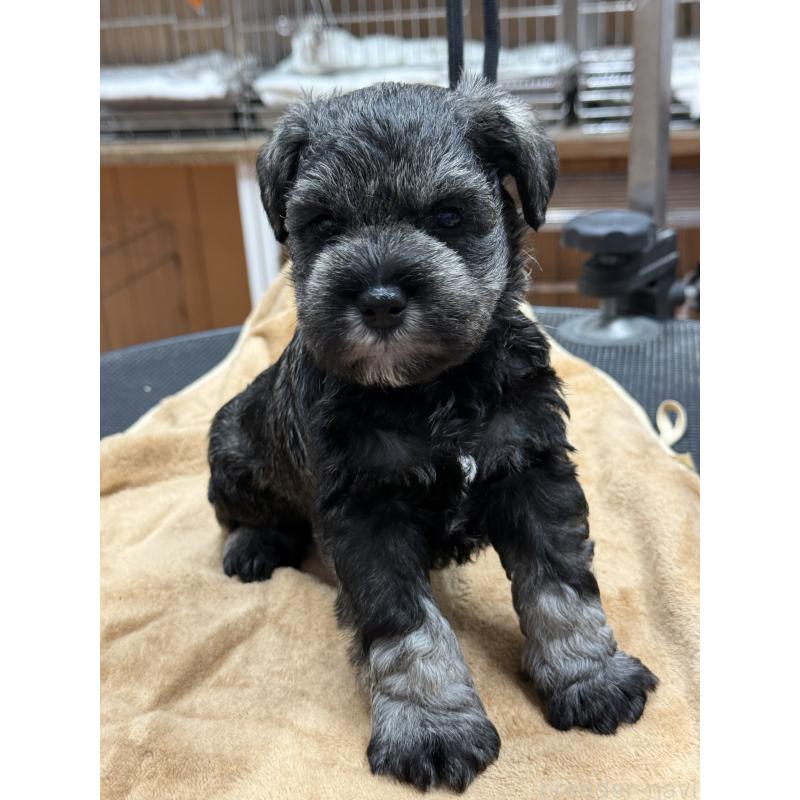 成約済の栃木県のミニチュアシュナウザー-436457の3枚目