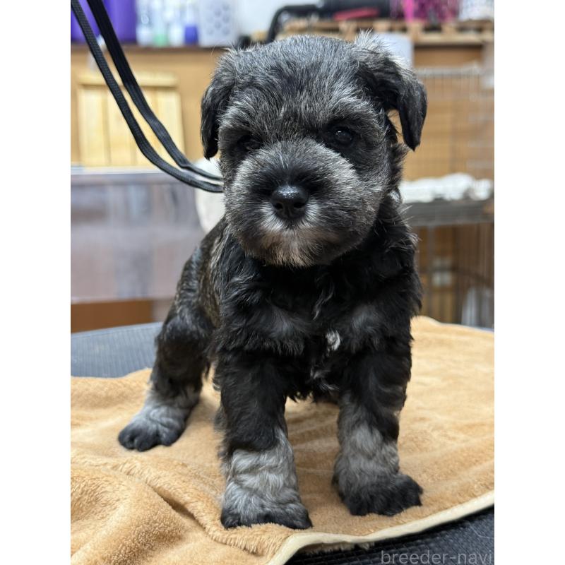 成約済の栃木県のミニチュアシュナウザー-436457の2枚目