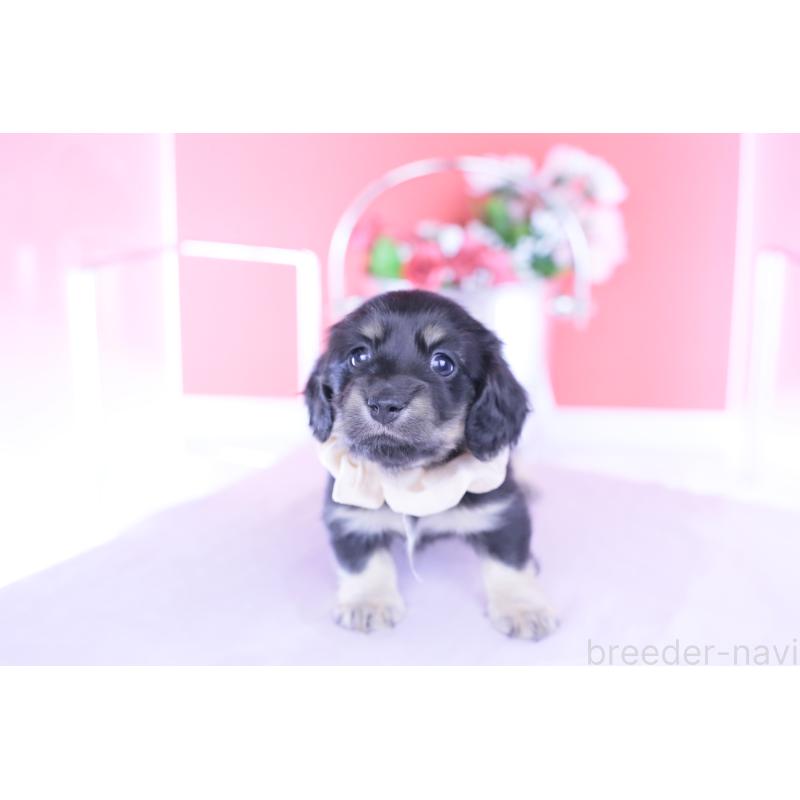 販売中の愛知県のカニンヘンダックスフンド(ロングヘアード)-437857の10枚目