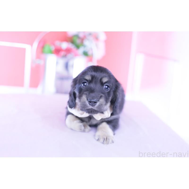 販売中の愛知県のカニンヘンダックスフンド(ロングヘアード)-437857の9枚目