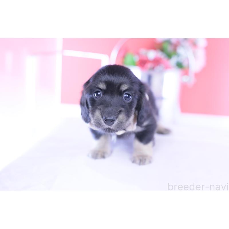 販売中の愛知県のカニンヘンダックスフンド(ロングヘアード)-437857の5枚目