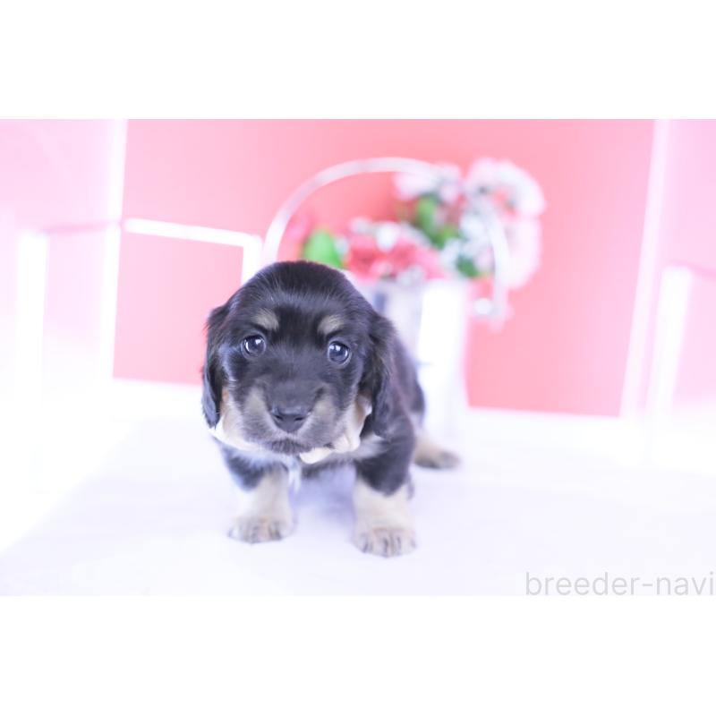 販売中の愛知県のカニンヘンダックスフンド(ロングヘアード)-437857の4枚目