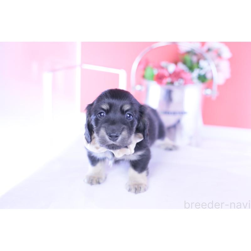 販売中の愛知県のカニンヘンダックスフンド(ロングヘアード)-437857の2枚目