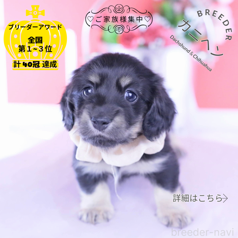 販売中の愛知県のカニンヘンダックスフンド(ロングヘアード)-437857