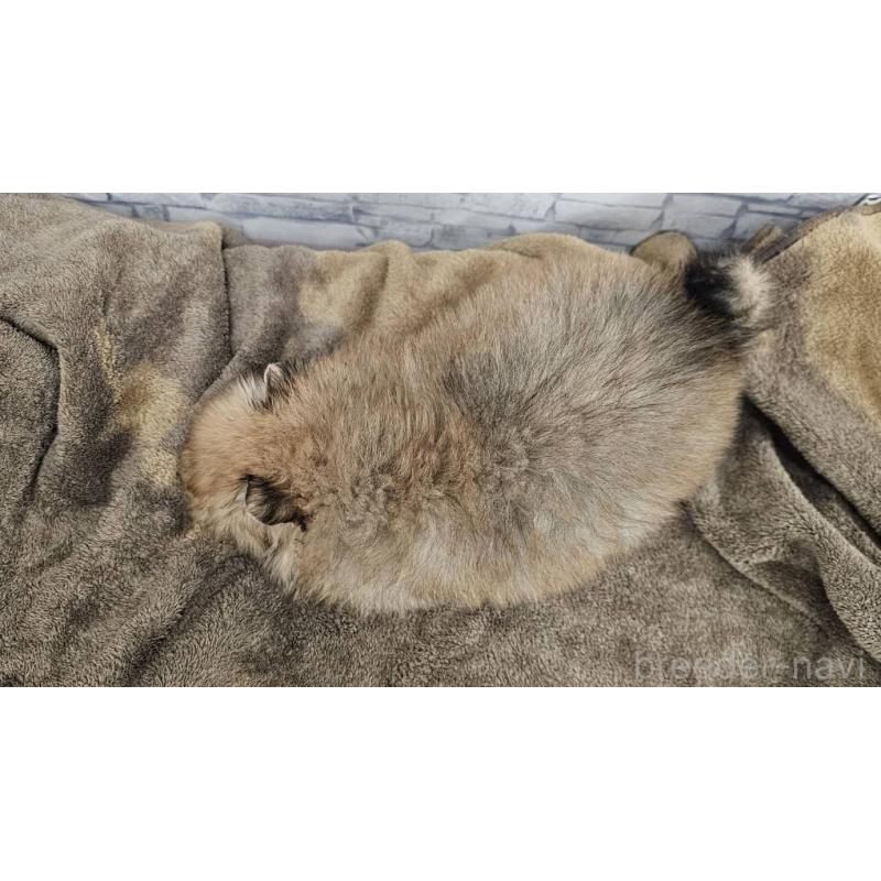 販売中の埼玉県のポメラニアン-437858の6枚目