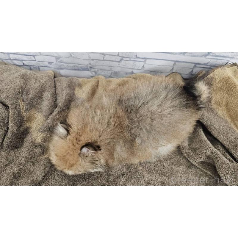 販売中の埼玉県のポメラニアン-437858の5枚目