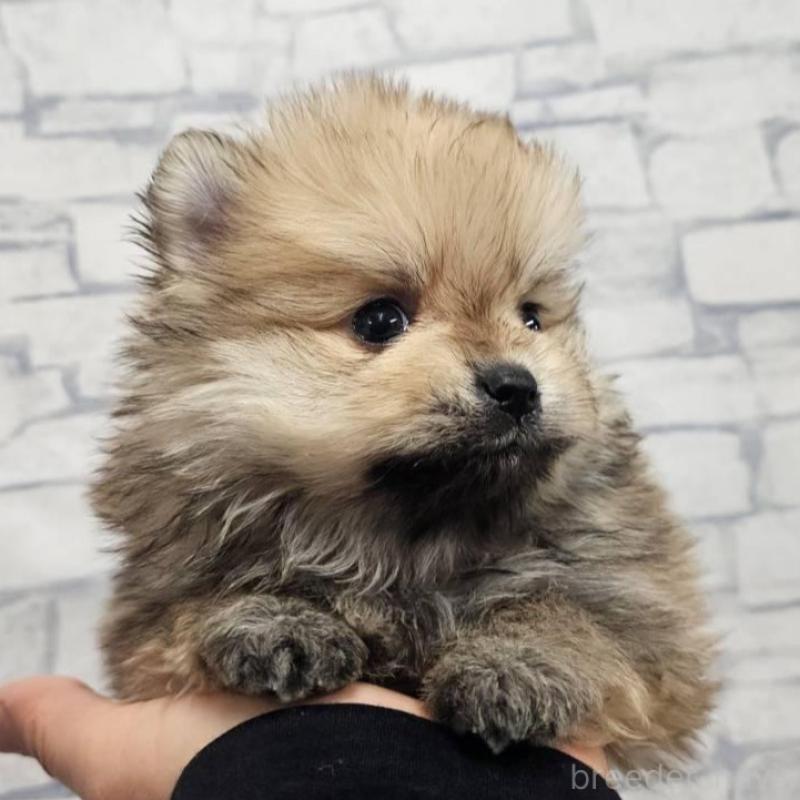 販売中の埼玉県のポメラニアン-437858の4枚目