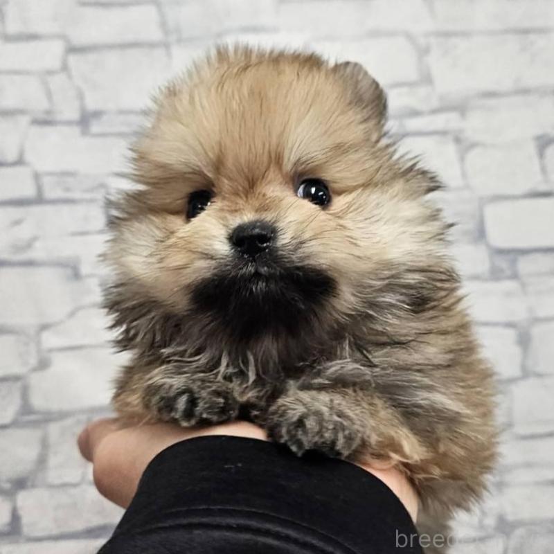 販売中の埼玉県のポメラニアン-437858の3枚目