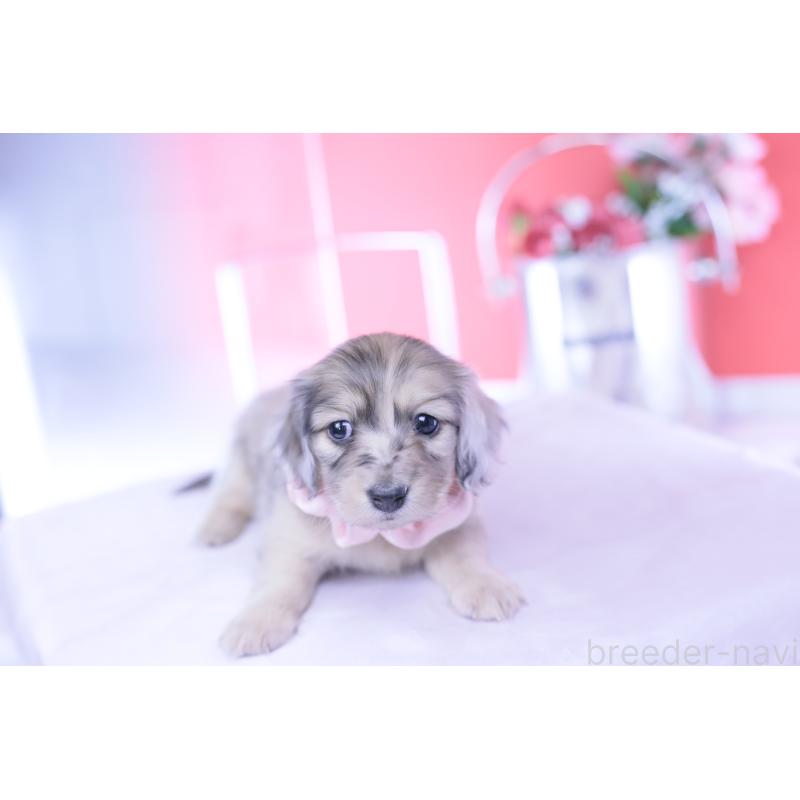 販売中の愛知県のカニンヘンダックスフンド(ロングヘアード)-437861の12枚目