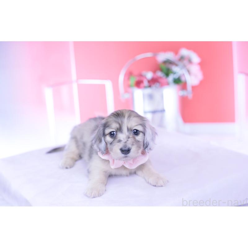 販売中の愛知県のカニンヘンダックスフンド(ロングヘアード)-437861の10枚目