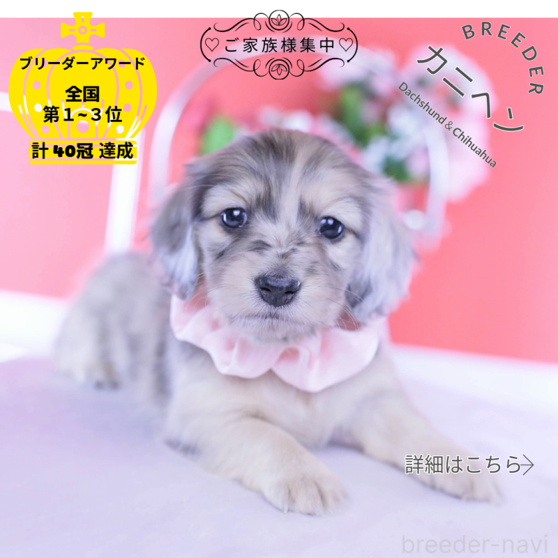 販売中の愛知県のカニンヘンダックスフンド(ロングヘアード)-437861