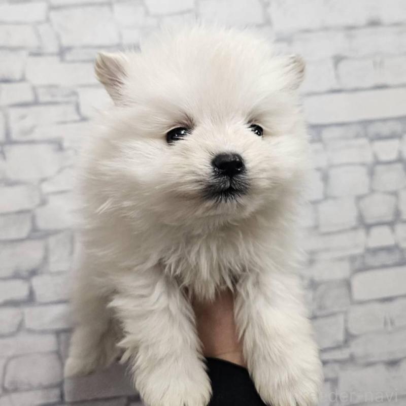 販売中の埼玉県のポメラニアン-437863の10枚目