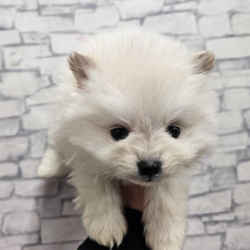 販売中の埼玉県のポメラニアン-437863の9枚目