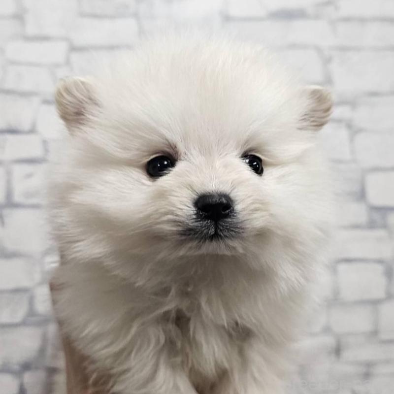 販売中の埼玉県のポメラニアン-437863の8枚目