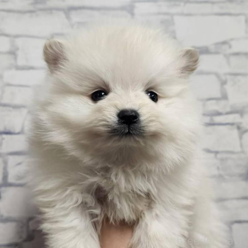 販売中の埼玉県のポメラニアン-437863の7枚目