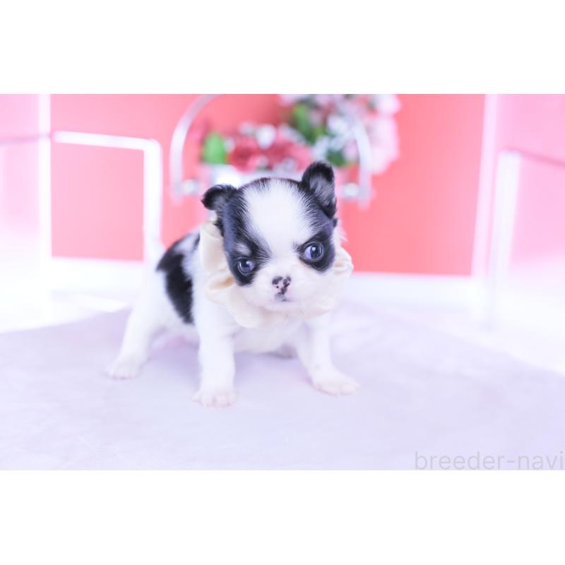 販売中の愛知県のチワワ(ロングコート)-437866の11枚目