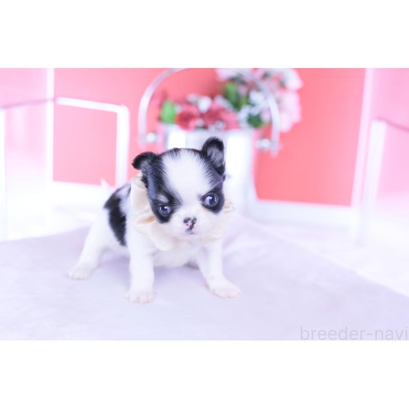 販売中の愛知県のチワワ(ロングコート)-437866の10枚目