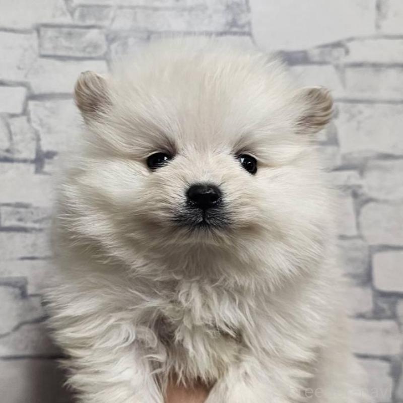 販売中の埼玉県のポメラニアン-437863の6枚目