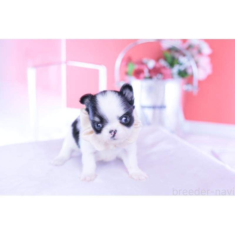 販売中の愛知県のチワワ(ロングコート)-437866の9枚目