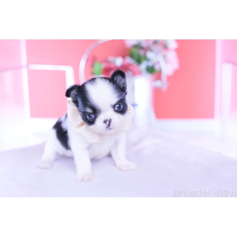 販売中の愛知県のチワワ(ロングコート)-437866の8枚目