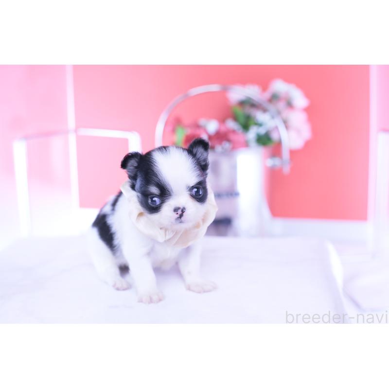 販売中の愛知県のチワワ(ロングコート)-437866の7枚目