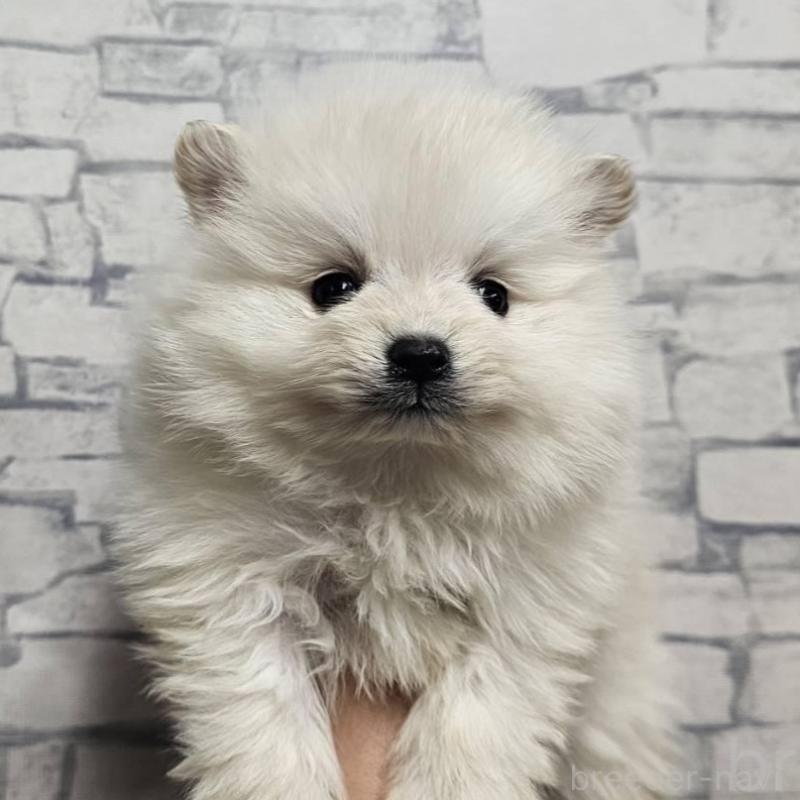 販売中の埼玉県のポメラニアン-437863