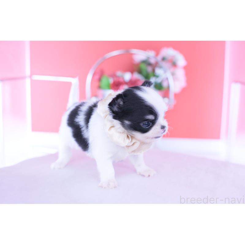 販売中の愛知県のチワワ(ロングコート)-437866の6枚目