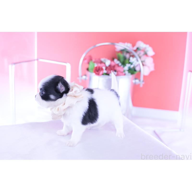 販売中の愛知県のチワワ(ロングコート)-437866の5枚目