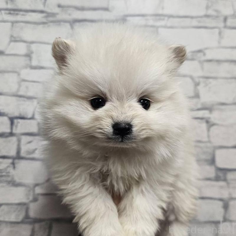 販売中の埼玉県のポメラニアン-437863の5枚目