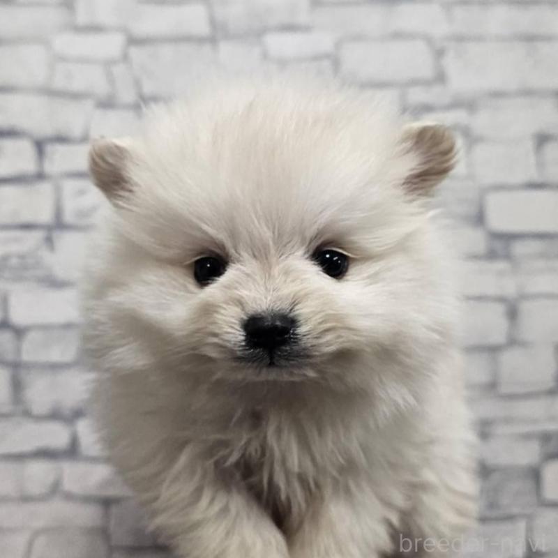 販売中の埼玉県のポメラニアン-437863の4枚目