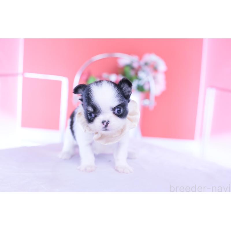 販売中の愛知県のチワワ(ロングコート)-437866の3枚目