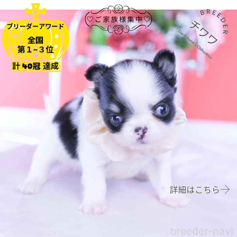 販売中の愛知県のチワワ(ロングコート)-437866