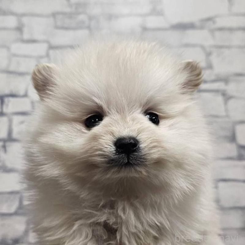 販売中の埼玉県のポメラニアン-437863の2枚目