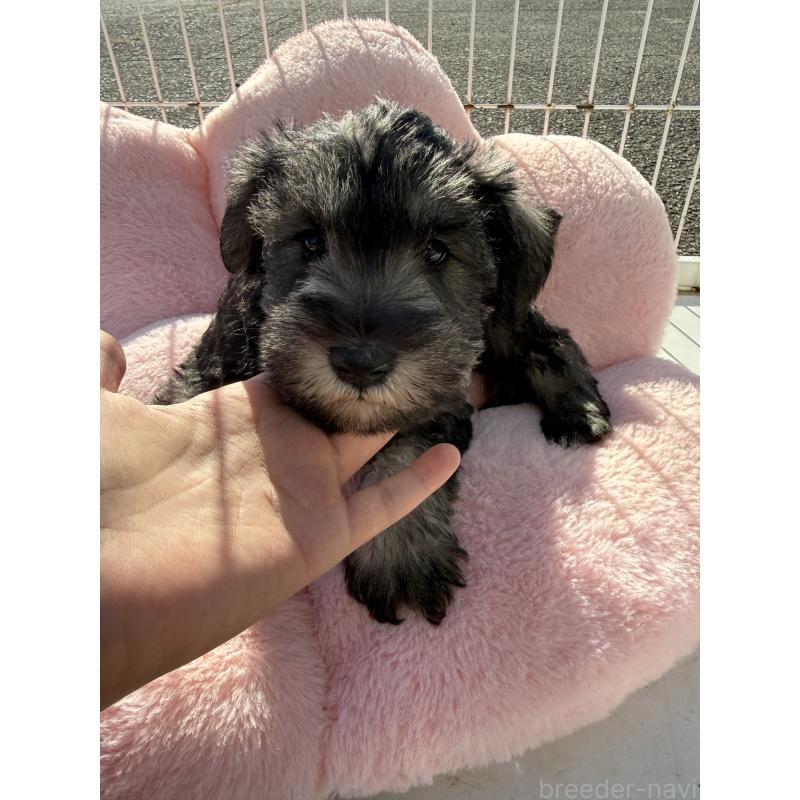 販売中の岐阜県のミニチュアシュナウザー-437864の3枚目