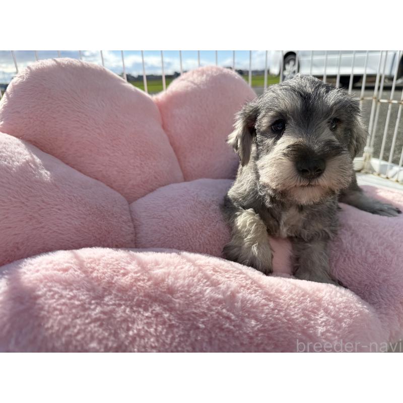 販売中の岐阜県のミニチュアシュナウザー-437865の3枚目