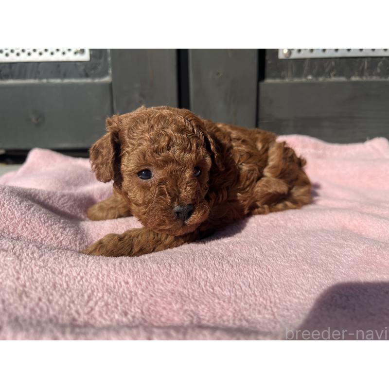 販売中の茨城県のタイニープードル-437870の3枚目