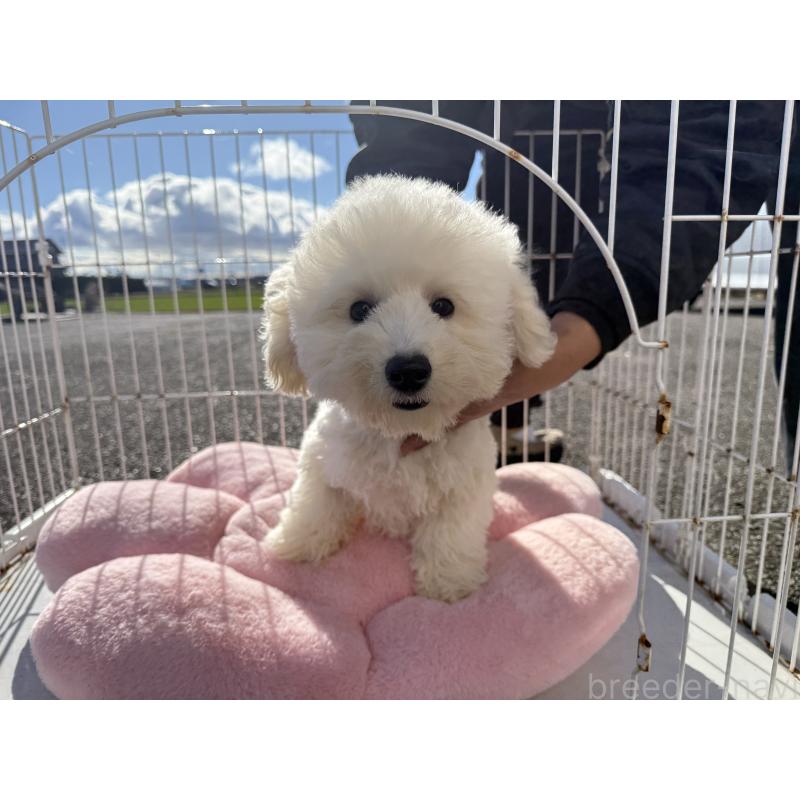 販売中の岐阜県のビションフリーゼ-437867の3枚目