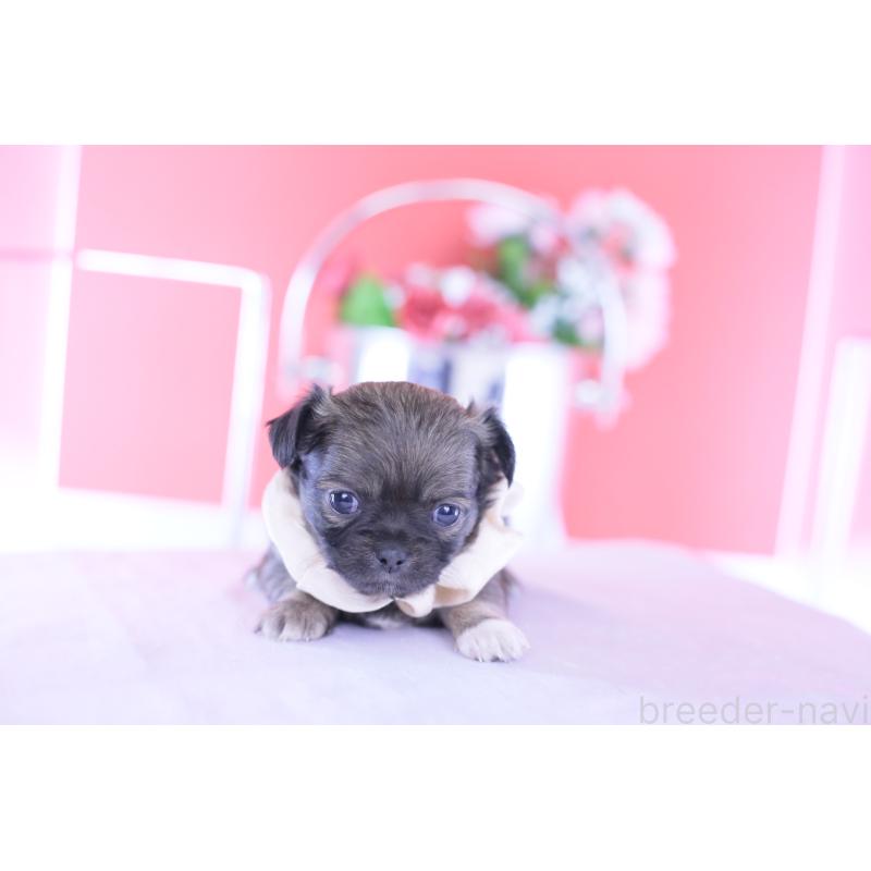 販売中の愛知県のチワワ(ロングコート)-437869の7枚目