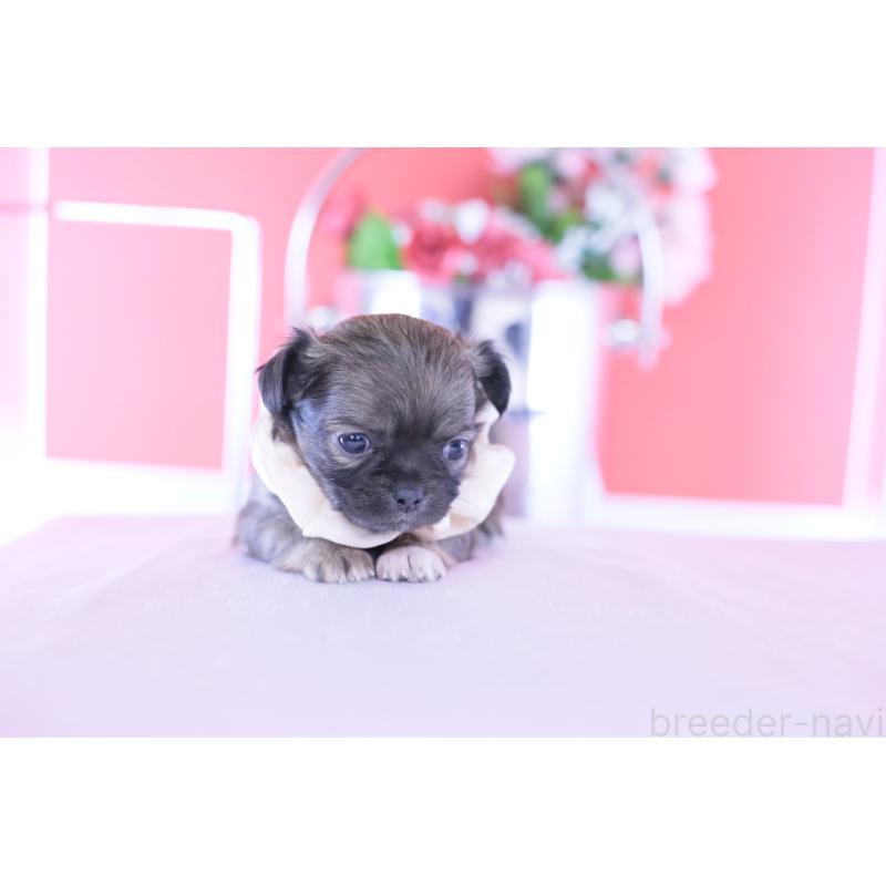 販売中の愛知県のチワワ(ロングコート)-437869の6枚目