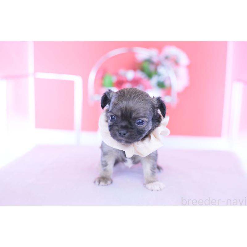 販売中の愛知県のチワワ(ロングコート)-437869の4枚目