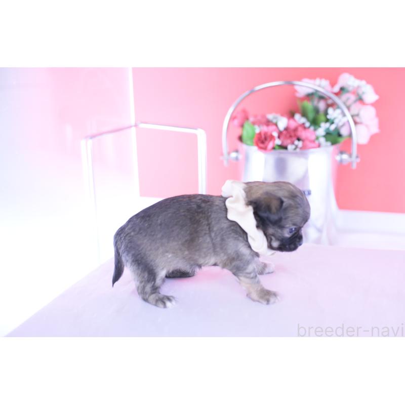 販売中の愛知県のチワワ(ロングコート)-437869の2枚目