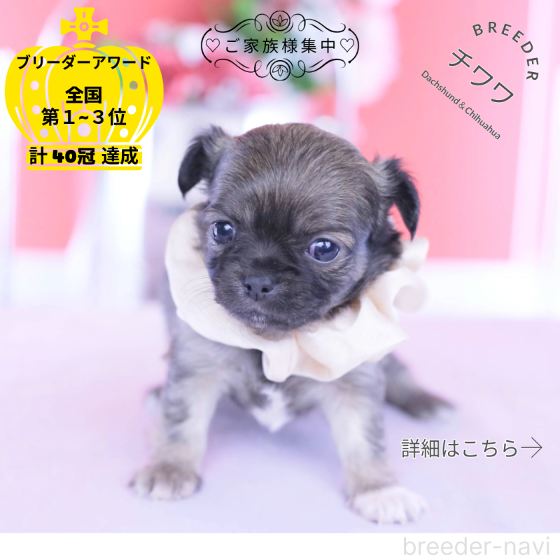 販売中の愛知県のチワワ(ロングコート)-437869